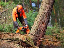 Best Fruit Tree Pruning  in Hollymead, VA